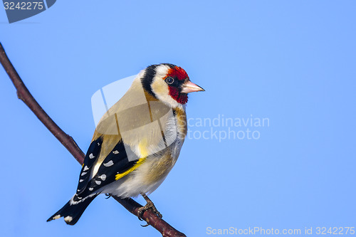 Image of goldfinch, carduelis carduelis