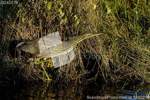 Image of american bittern, botaurus lentiginosus