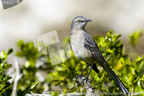 Image of northern mockingbird, mimus polyglottos