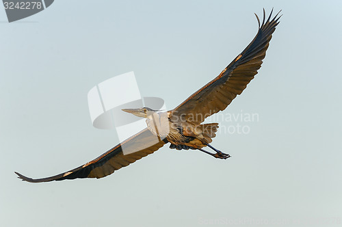 Image of great blue heron, ardea herodias