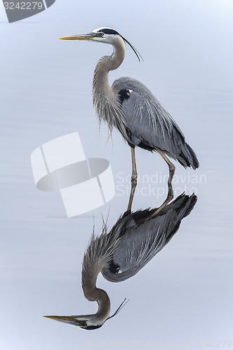 Image of great blue heron, ardea herodias