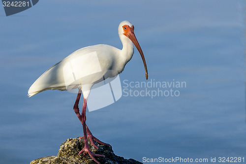 Image of american white ibis, eudocimus albus