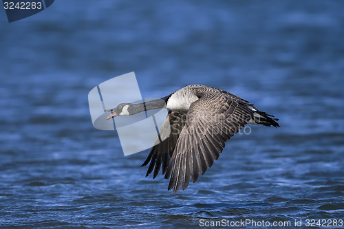 Image of canada goose, branta canadensis