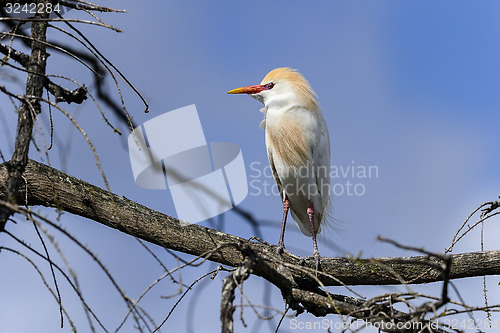 Image of bubulcus ibis, cattle egret