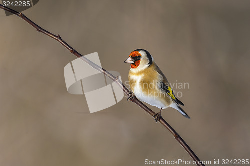 Image of goldfinch, carduelis carduelis