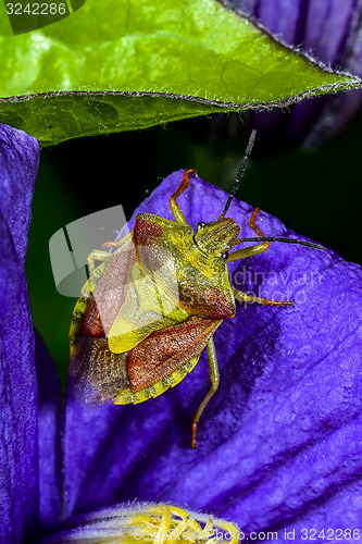 Image of carpocoris purpureipennis