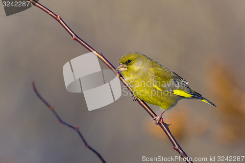 Image of greenfinch, carduelis  cloris