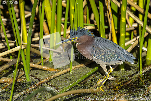 Image of green heron,  butorides virescens