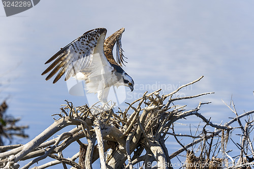 Image of osprey, pandion haliaetus