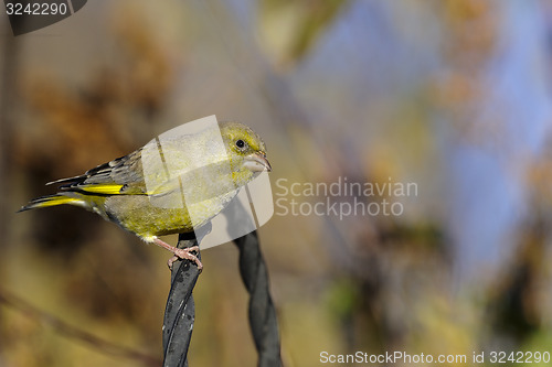 Image of greenfinch, carduelis  cloris