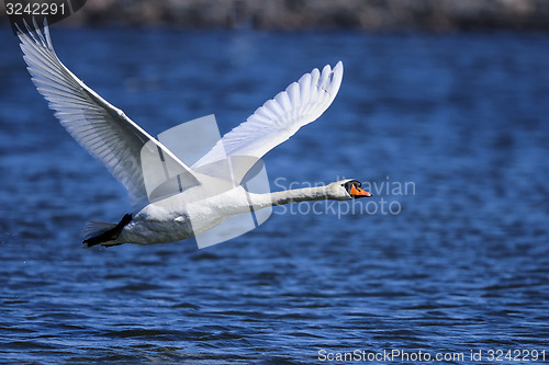 Image of mute swan, cygnus olor