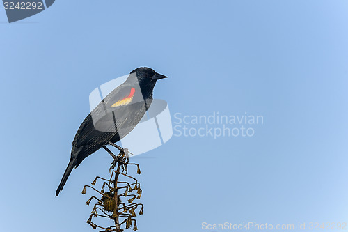 Image of agelaius phoeniceus, red-winged blackbird