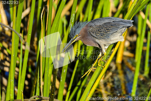 Image of green heron,  butorides virescens