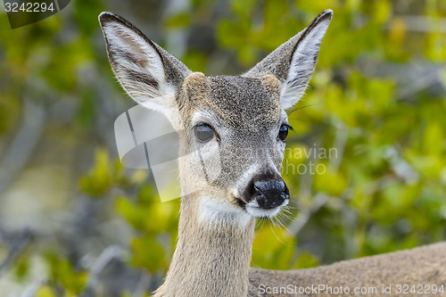 Image of key deer, odocoileus virginianus clavium