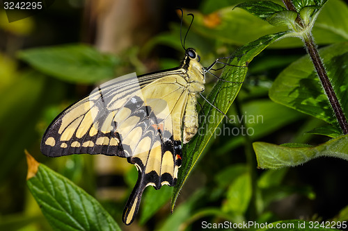 Image of thoas swallowtail,  papilio thoas