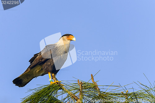 Image of caracara cheriway, northern crested caracara