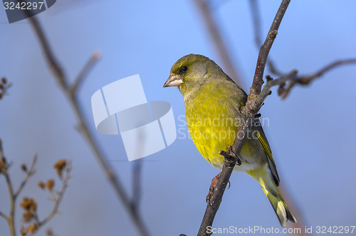 Image of greenfinch, carduelis  cloris