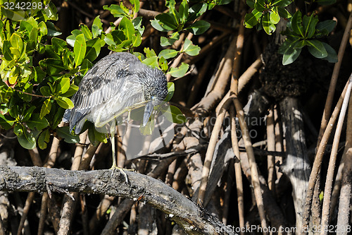 Image of black-crowned night heron, nycticorax nycticorax