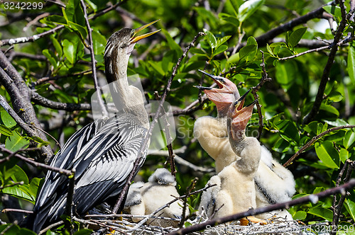 Image of anhinga, anhinga anhinga, water turkey