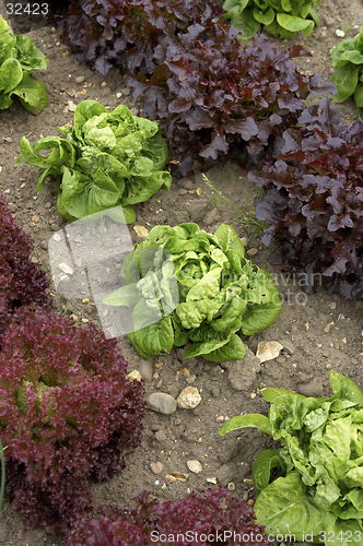Image of rows of lettuce