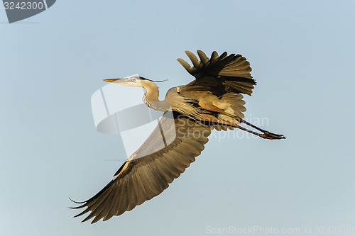 Image of great blue heron, ardea herodias