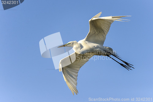 Image of ardea alba, great egret