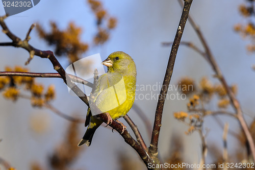 Image of greenfinch, carduelis  cloris