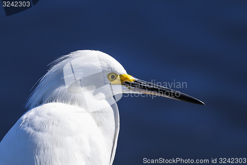 Image of snowy egret, egretta thula