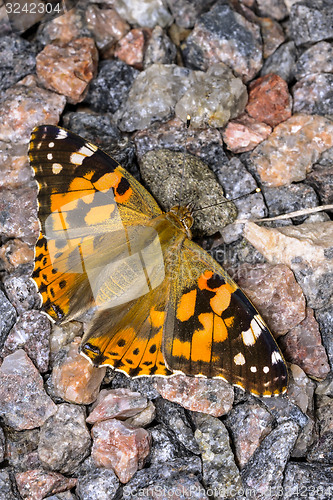 Image of painted lady, vanessa cardui