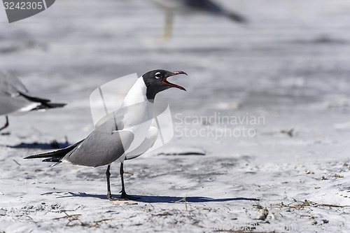 Image of laughing gull, larus atricilla