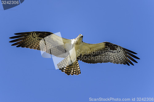 Image of osprey, pandion haliaetus