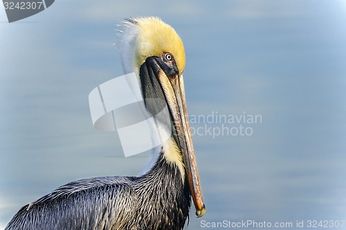 Image of brown pelican, pelecanus occidentalis