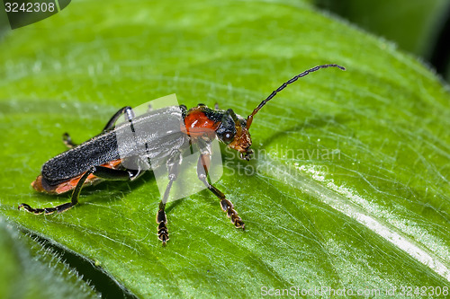 Image of cantharis fusca, soldier beetle