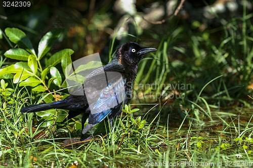 Image of common grackle, quiscalus quiscula