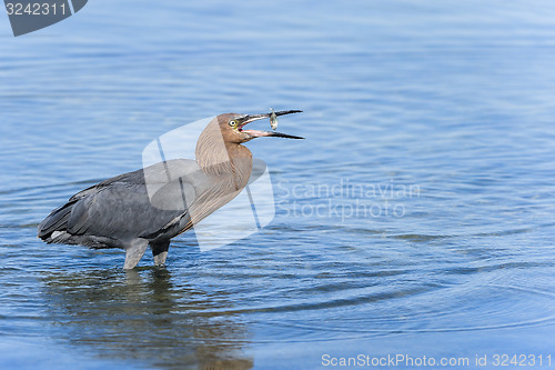 Image of reddish egret,  egretta rufescens