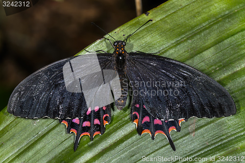 Image of erostratus swallowtail, papilio erostratus erostratus