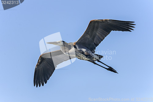 Image of great blue heron, ardea herodias