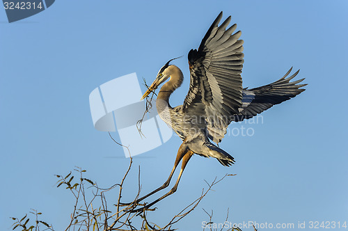 Image of great blue heron, ardea herodias