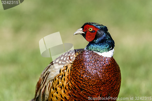 Image of common pheasant, phasianus colchicus