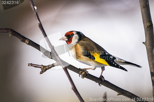 Image of goldfinch, carduelis carduelis