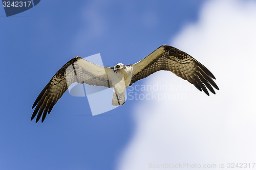 Image of osprey, pandion haliaetus