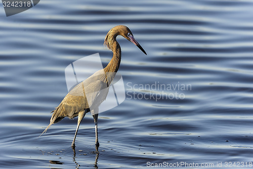 Image of reddish egret,  egretta rufescens