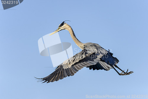 Image of great blue heron, ardea herodias