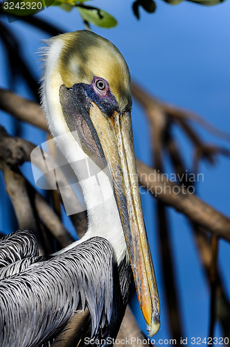 Image of brown pelican, pelecanus occidentalis