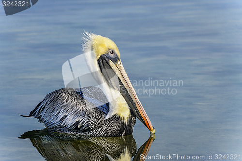 Image of brown pelican, pelecanus occidentalis