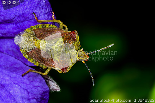 Image of carpocoris purpureipennis