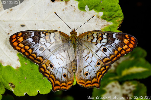 Image of white peacock, phoenix, az