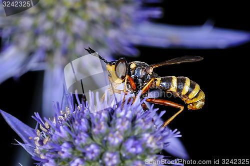 Image of conops quadrifasciatus