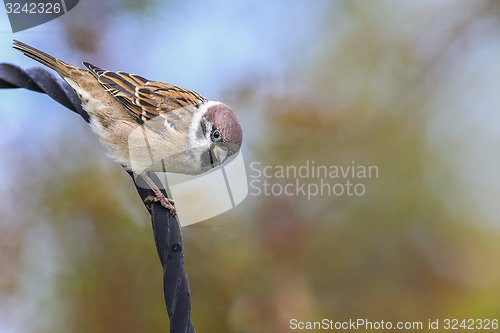 Image of tree sparrow, passer montanus