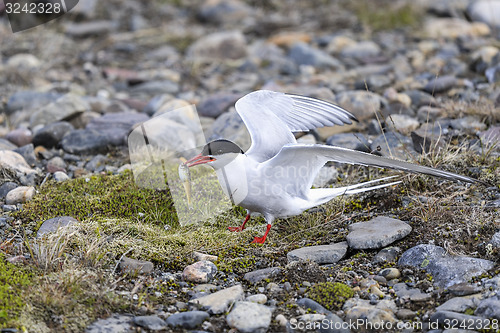 Image of arctic tern, sterna paradisaea